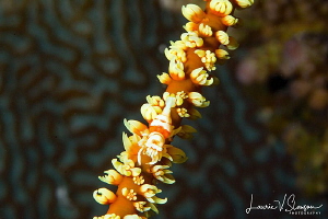 Shrimp on Coral/Photograhed with a Canon 100 mm macro len... by Laurie Slawson 
